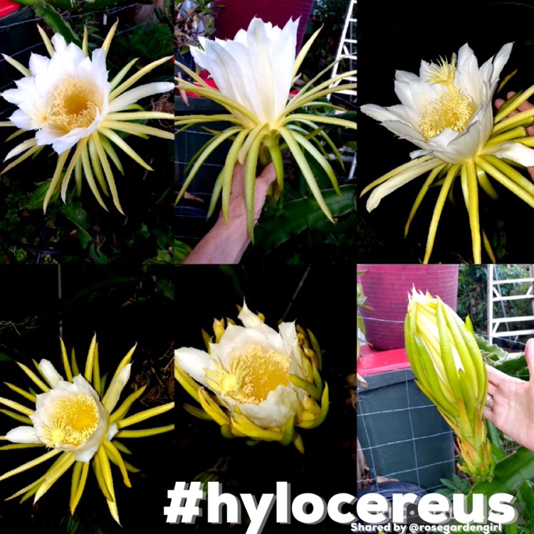 Plant image Hylocereus megalanthus