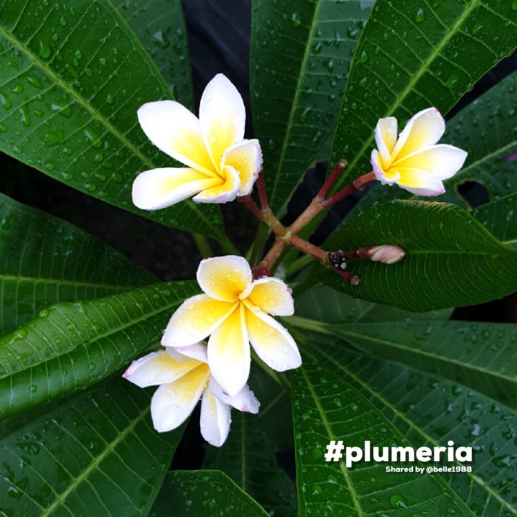 Plant image Plumeria 'Snow White'