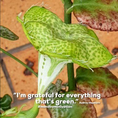 Ceropegia Sandersonii 