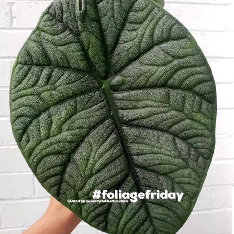 Plant image Alocasia melo