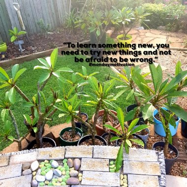 Plumeria Rubra 'Darwin Red'