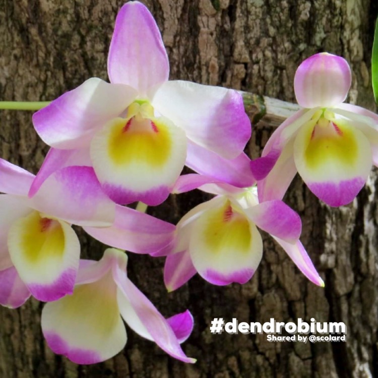 Plant image Dendrobium Nobile