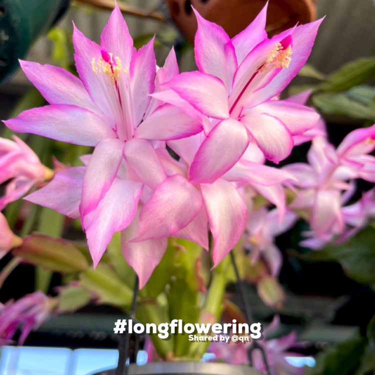 Plant image Schlumbergera truncata Madam Butterfly