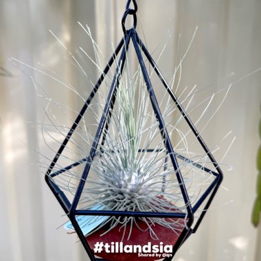 Tillandsia fuchsii f. gracilis