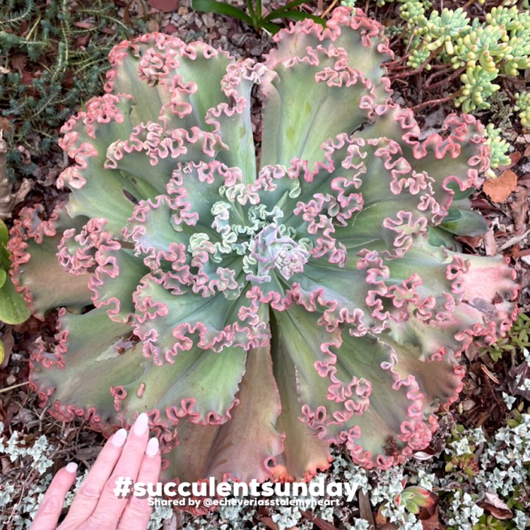 Plant image Echeveria Tutti Frutti