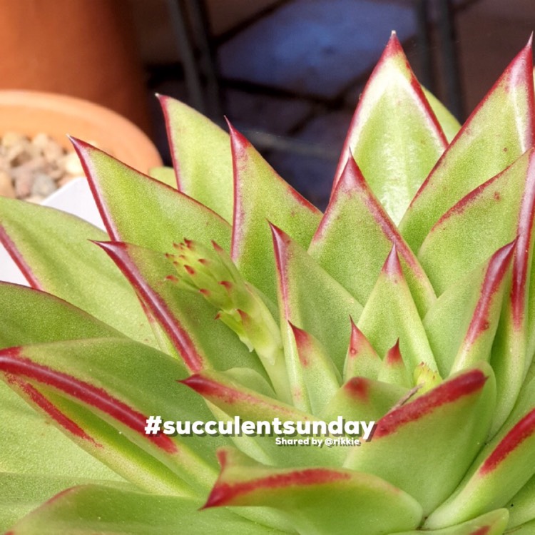 Plant image Echeveria Agavoides 'Lipstick'