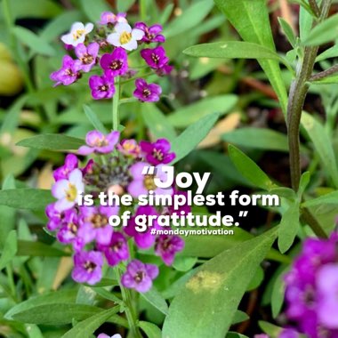 Lobularia maritima  syn. Alyssum maritimum