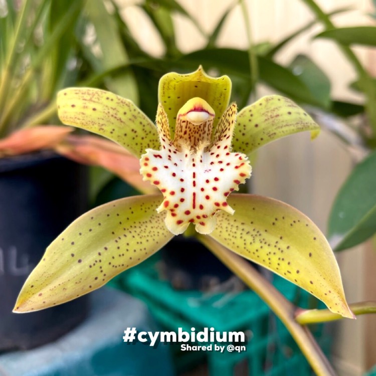 Plant image Cymbidium Rosefieldense