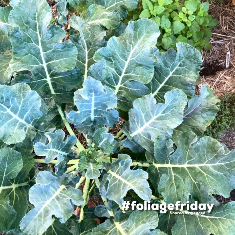 Plant image Brassica oleracea (Italica Group) 'Purple Sprouting'