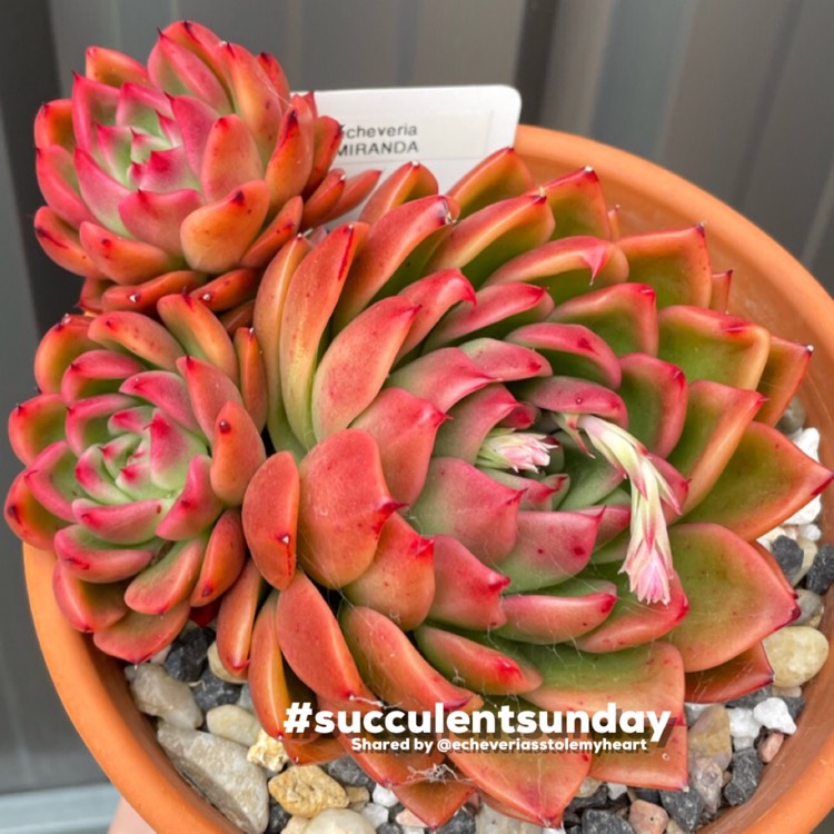 Plant image Echeveria Agavoides Miranda