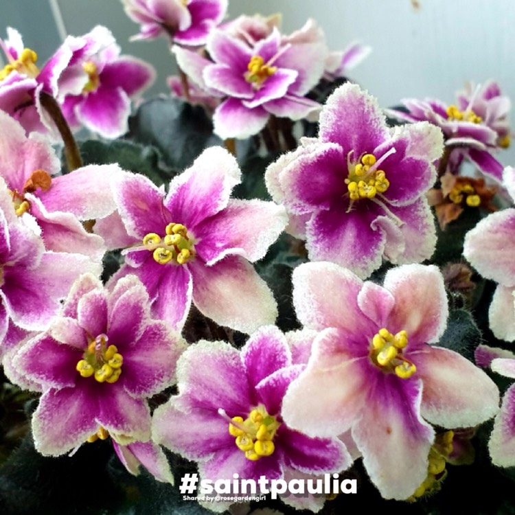 Plant image Streptocarpus sect. Saintpaulia 'Rob's Boondoggle' syn. Saintpaulia 'Rob's Boondoggle'