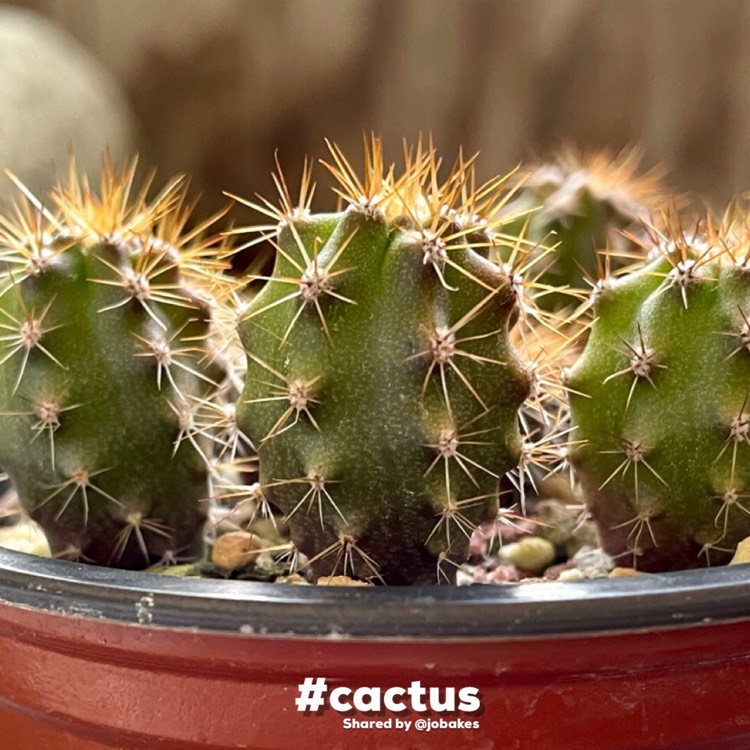 Plant image Trichocereus scopulicola 'Super Pedro' syn. Echinopsis scopulicola 'Super Pedro'