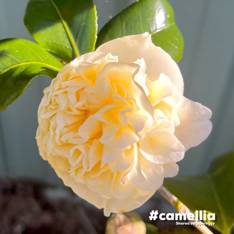 Plant image Camellia japonica 'Brushfield's Yellow'