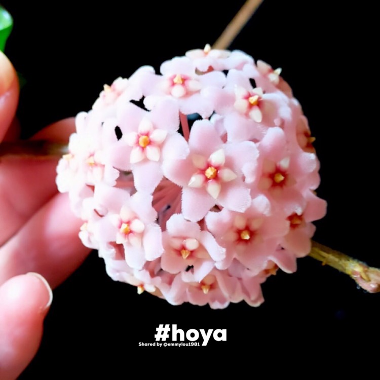 Plant image Hoya Indian Rope 