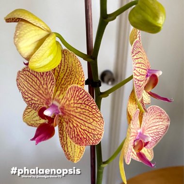 Phalaenopsis 'Jungle Cat Stripes'