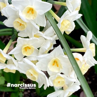 Narcissus