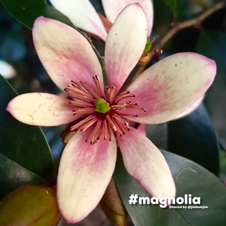 Plant image Michelia figo syn. Magnolia figo