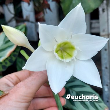 Eucharis amazonica