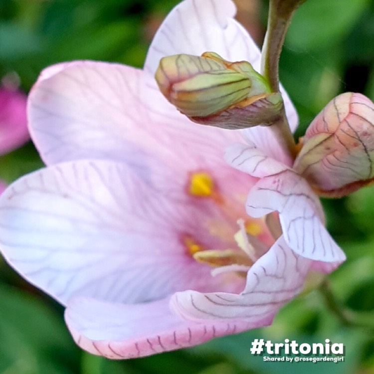 Plant image Tritonia crocata 'Pink'