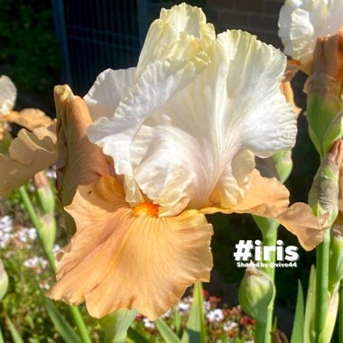 Iris x germanica