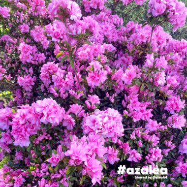 Rhododendron  (Azalea Varieties)