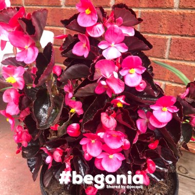 Begonia