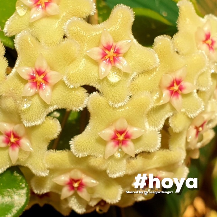 Plant image Hoya 'Mathilde'