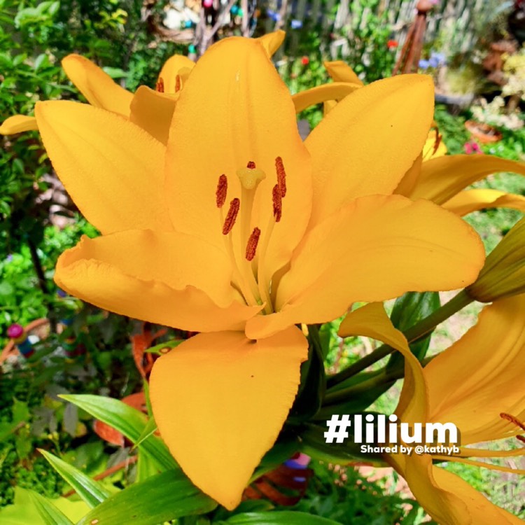 Plant image Lilium 'Beau Soleil'