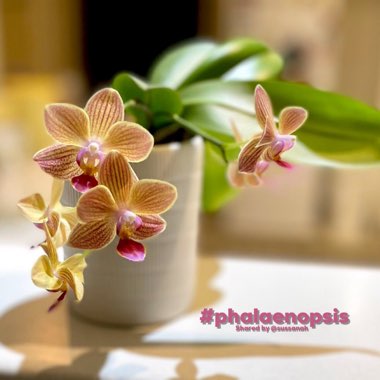 Phalaenopsis 'Allegria'