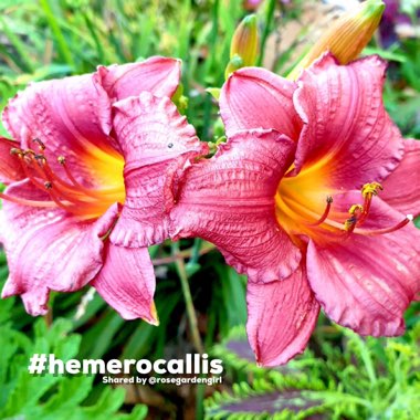 Hemerocallis 'Cranberry Baby'