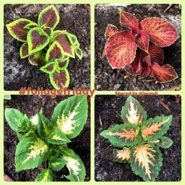 Solenostemon scutellarioides  syn. Plectranthus scutellarioides, Coleus scutellarioides, Coleus blumei