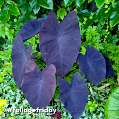 Colocasia esculenta 'Black Magic'