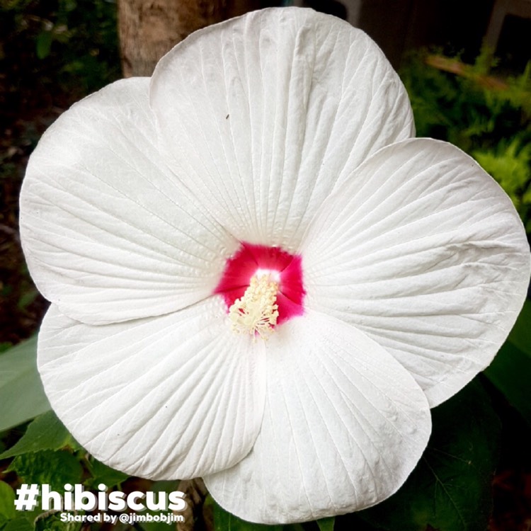 Plant image Hibiscus moscheutos 'Balhibwhi' (Luna Series) syn. Hibiscus moscheutos 'Luna White'