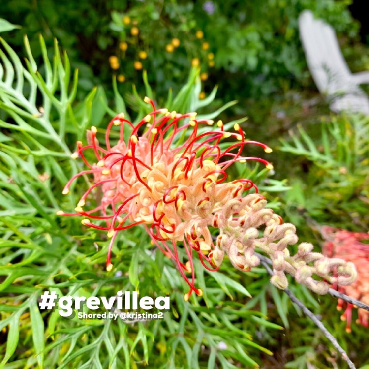 Plant image Grevillea 'Superb'