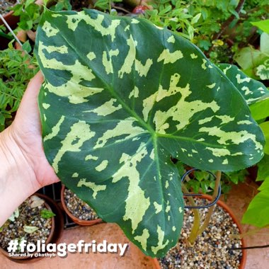 Caladium praetermissum