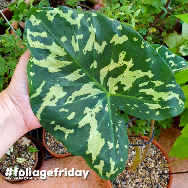 Plant image Caladium praetermissum