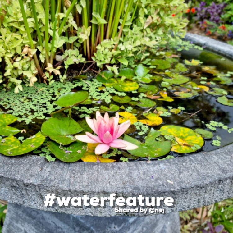 Plant image Nymphaea 'Little Sue'