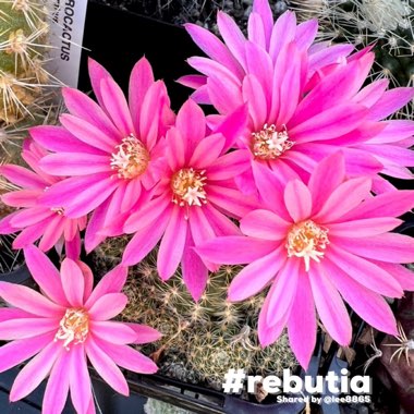 Rebutia Pink Sensation