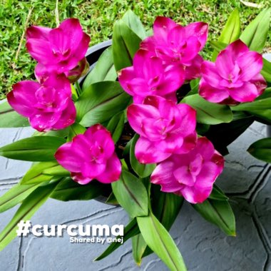 Curcuma X Alismatifolia