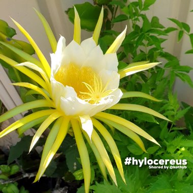 Hylocereus polyrhizus