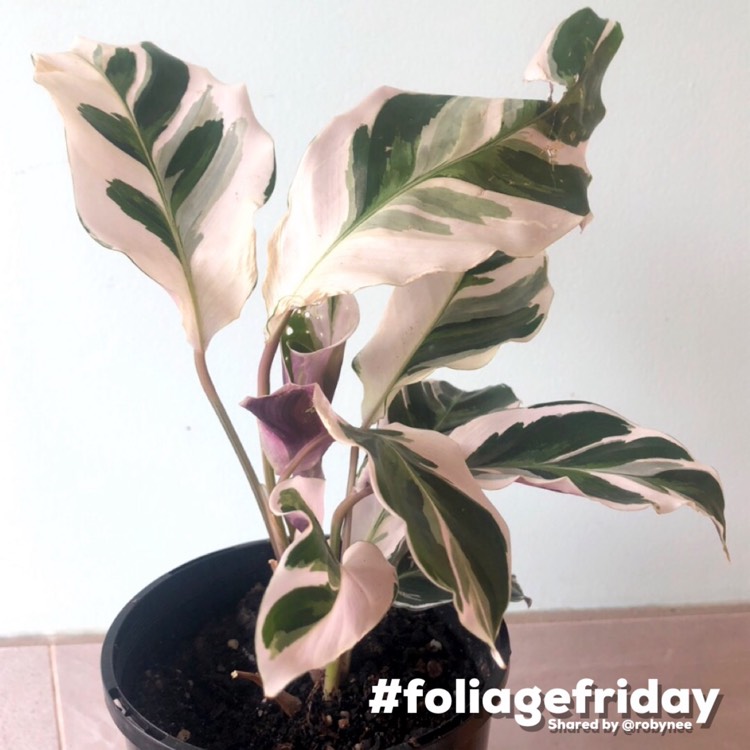 Plant image Calathea White Fusion