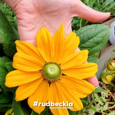 Rudbeckia