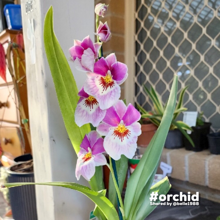 Plant image Miltoniopsis Hybrid