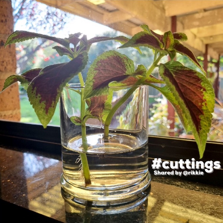 Plant image Plectranthus scutellarioides 'Crimson Gold'