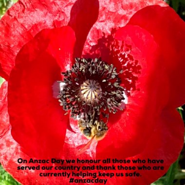 Papaver rhoeas