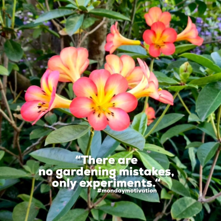 Plant image Rhododendron 'Laura's Love'