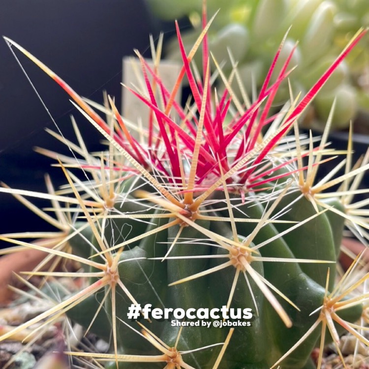 Plant image Ferocactus Stanesii syn. Ferocactus stainesii : Ferocactus pilosus ; Ferocactus pringlei