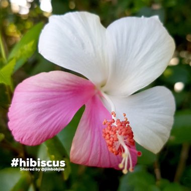 Hibiscus rosa-sinensis