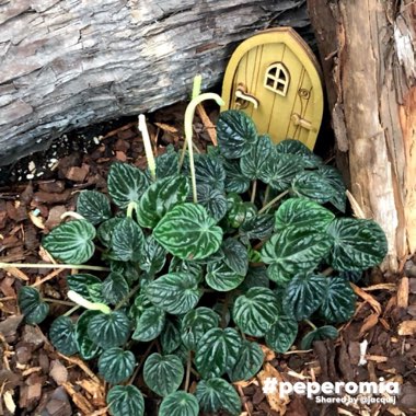 Peperomia caperata 'Emerald Ripple'