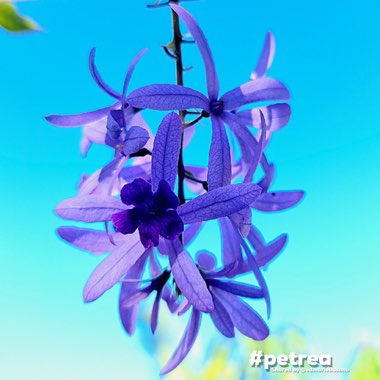 Petrea volubilis